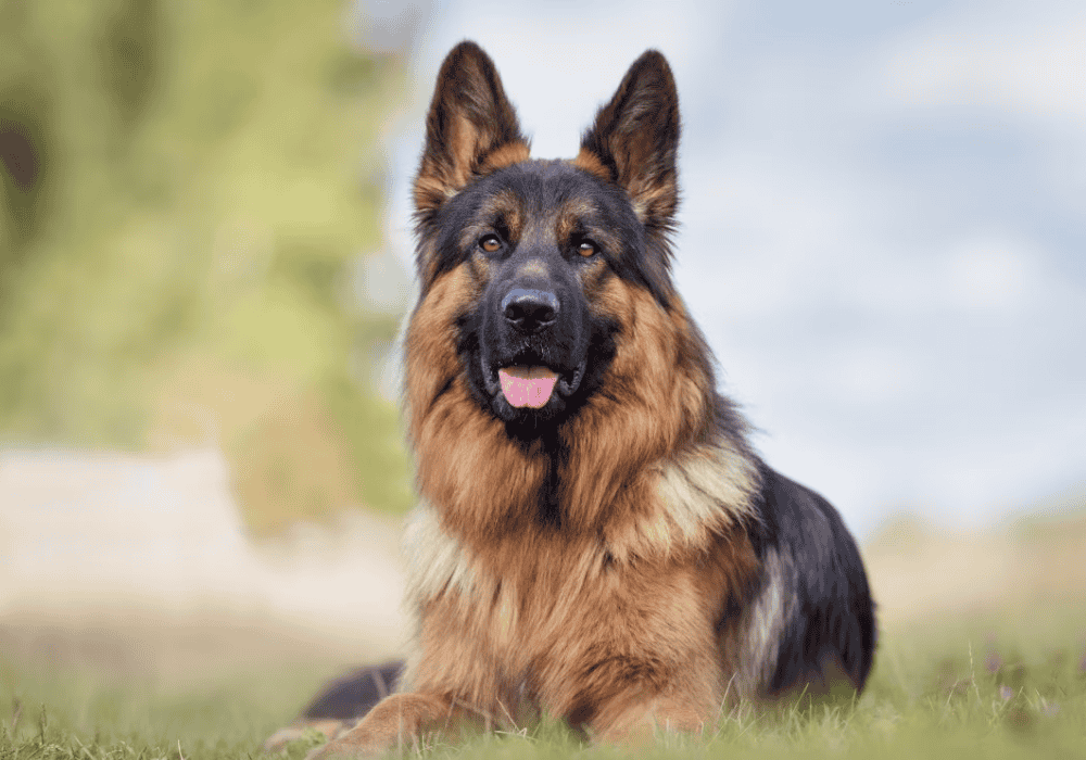 Собака овчарка! Все, что нужно знать про породу!